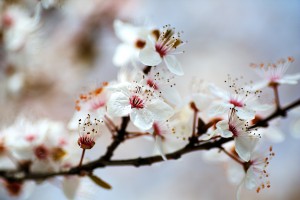 Whisper Of White Blossom